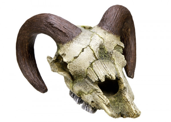 Ozdoba akwariowa Nobby " Ram skull " 17,5x16x9,5 cm - " Czaszka z rogami " - Nobby zdjęcie 1