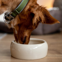 Miska ceramiczna Nobby dla psa/kota beżowa ciężka 0,125 L  Ø 8,0x4,5cm - Nobby zdjęcie 3