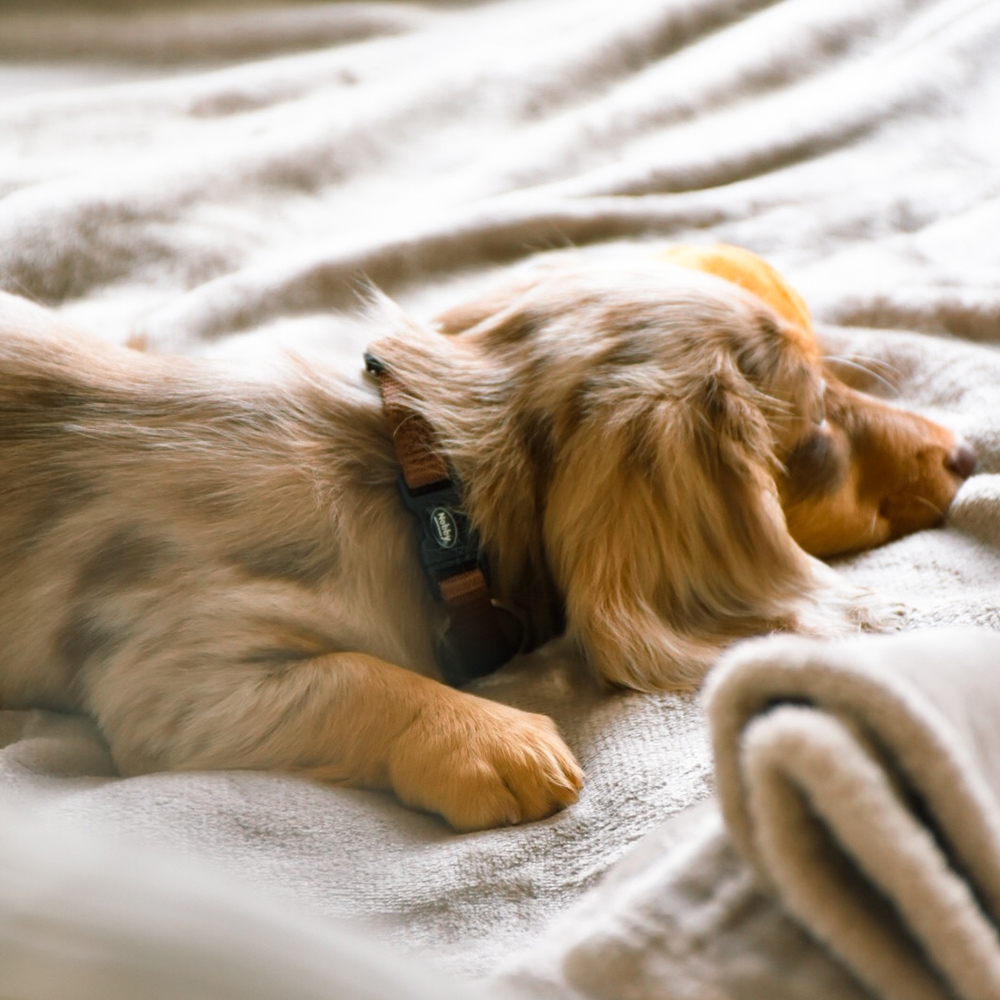 Obroża dla psa Nobby Classic XS-S 10 mm, 20-35 cm brązowa - Nobby zdjęcie 2