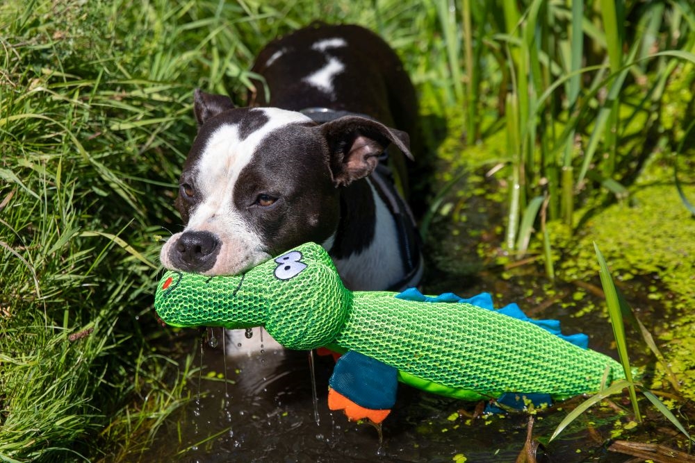 Pluszowa zabawka dla psa Nobby mesh animal Crocodile with crackle feet 45cm - krokodyl nylonowa oraz siatkowa tkanina/mesh z piszczałka i szeleszczącymi elementami - Nobby zdjęcie 2