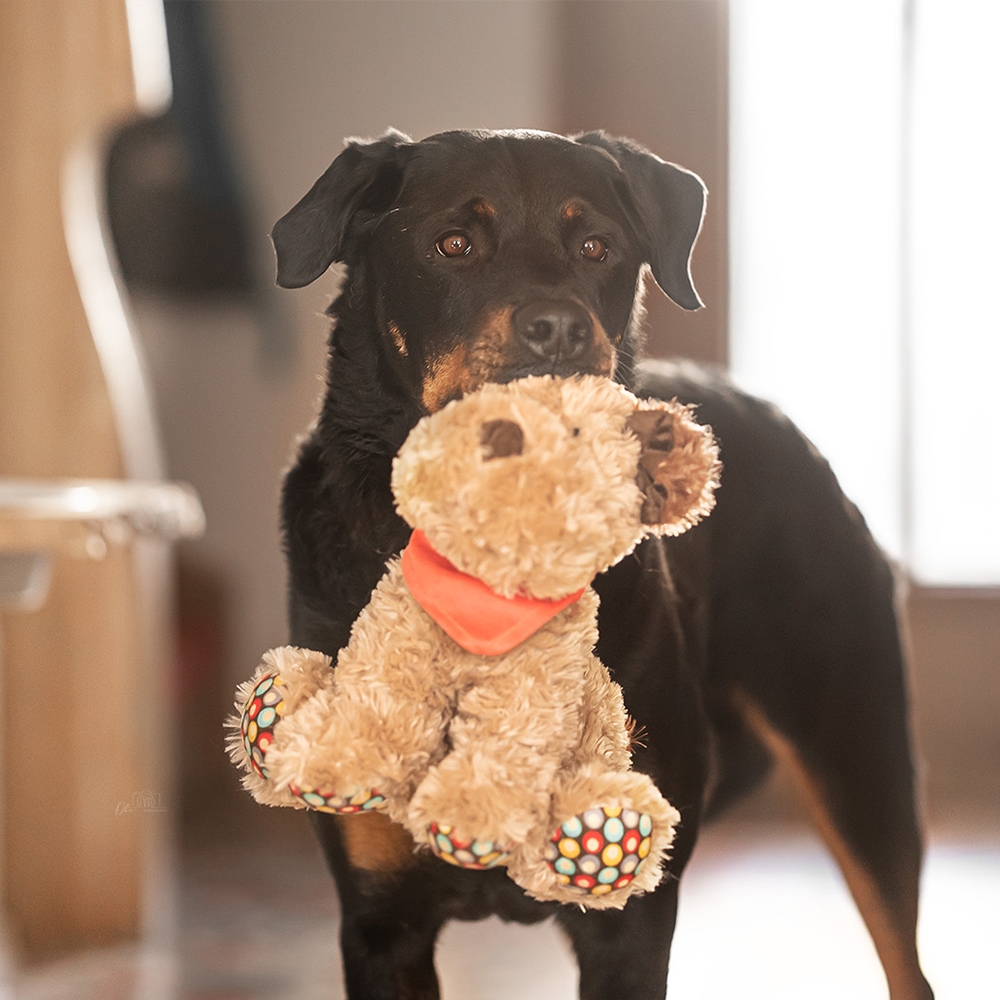 Pluszowa zabawka dla psa Nobby plush animal Dog 28cm - pluszowy pies z piszczałką - Nobby zdjęcie 2