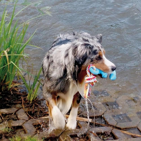 Pływająca zabawka dla psa Nobby Kotwica z liną TRP 26 cm - Nobby zdjęcie 2