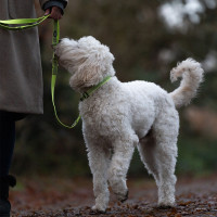 Smycz dla psa Nobby Full Reflect S-M 15mm / 2,00 m żółta - Nobby zdjęcie 3