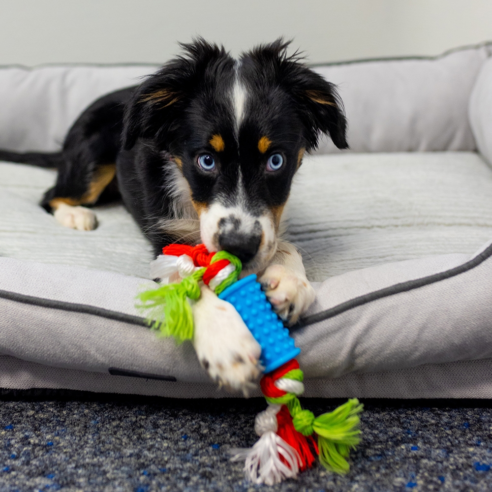 Zabawka z gumy termoplastycznej dla psa Nobby TPR Set 10-22cm; kolorowa hantel i świnka  - Nobby zdjęcie 2