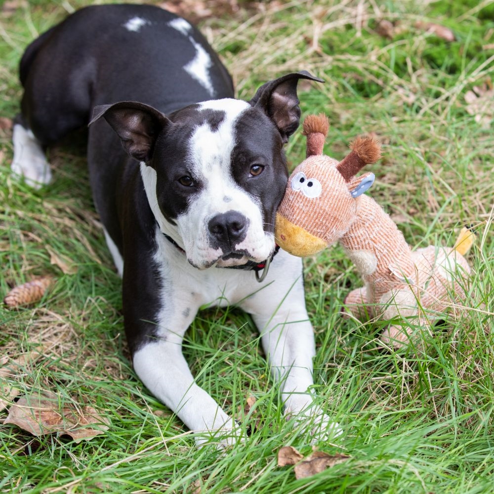 Pluszowa zabawka dla psa Nobby plush animal Giraffe 33cm - pluszowo-materiałowa żyrafa z piszczałką - Nobby zdjęcie 2