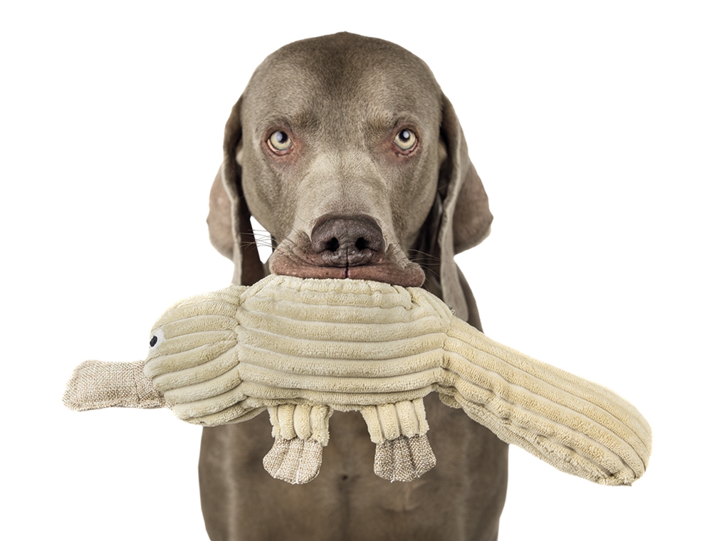 Pluszowa zabawka dla psa Nobby plush duckbill 44cm - pluszowy dziobak z elementami lnu - Nobby zdjęcie 2