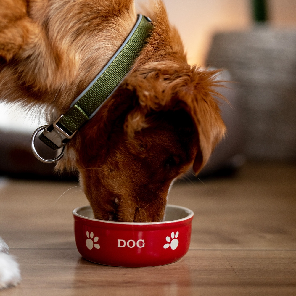 Miska ceramiczna Nobby dla psa "Dog " czerwono-beżowa 0,13 L  Ø 12x3,7cm - Nobby zdjęcie 3