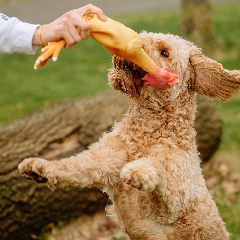 Lateksowa zabawka dla psa Nobby Chicken 47cm - duży kurczak - Nobby zdjęcie 2