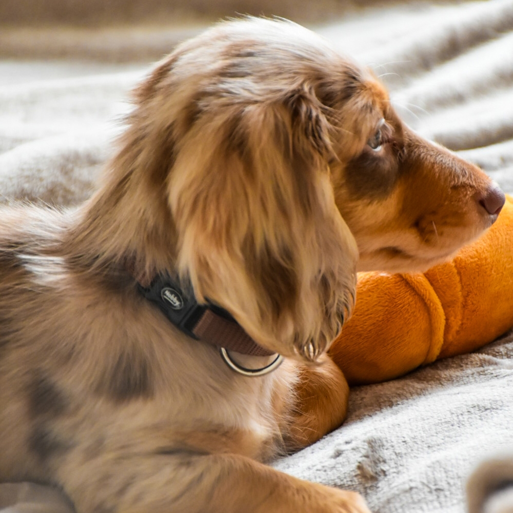 Obroża dla psa Nobby Classic S-M 15 mm, 30-45 cm brązowa - Nobby zdjęcie 2