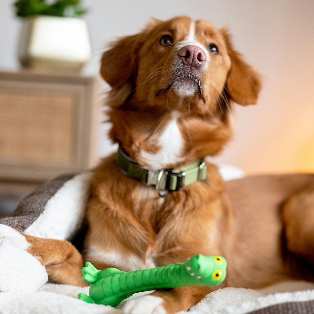 Lateksowa zabawka dla psa Nobby Crocodile 18cm - zielony krokodyl - Nobby zdjęcie 2