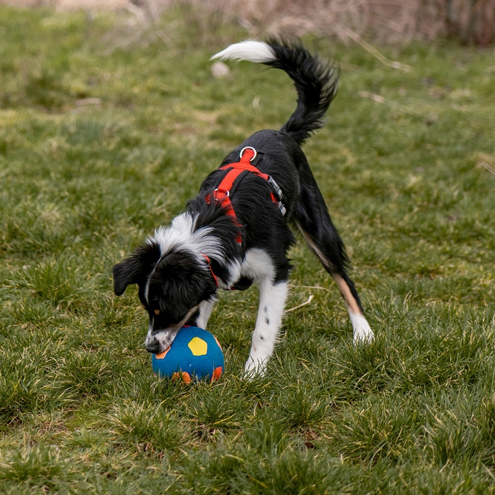 Lateksowa zabawka dla psa Nobby Footballs 12cm - duże piłki - Nobby zdjęcie 2