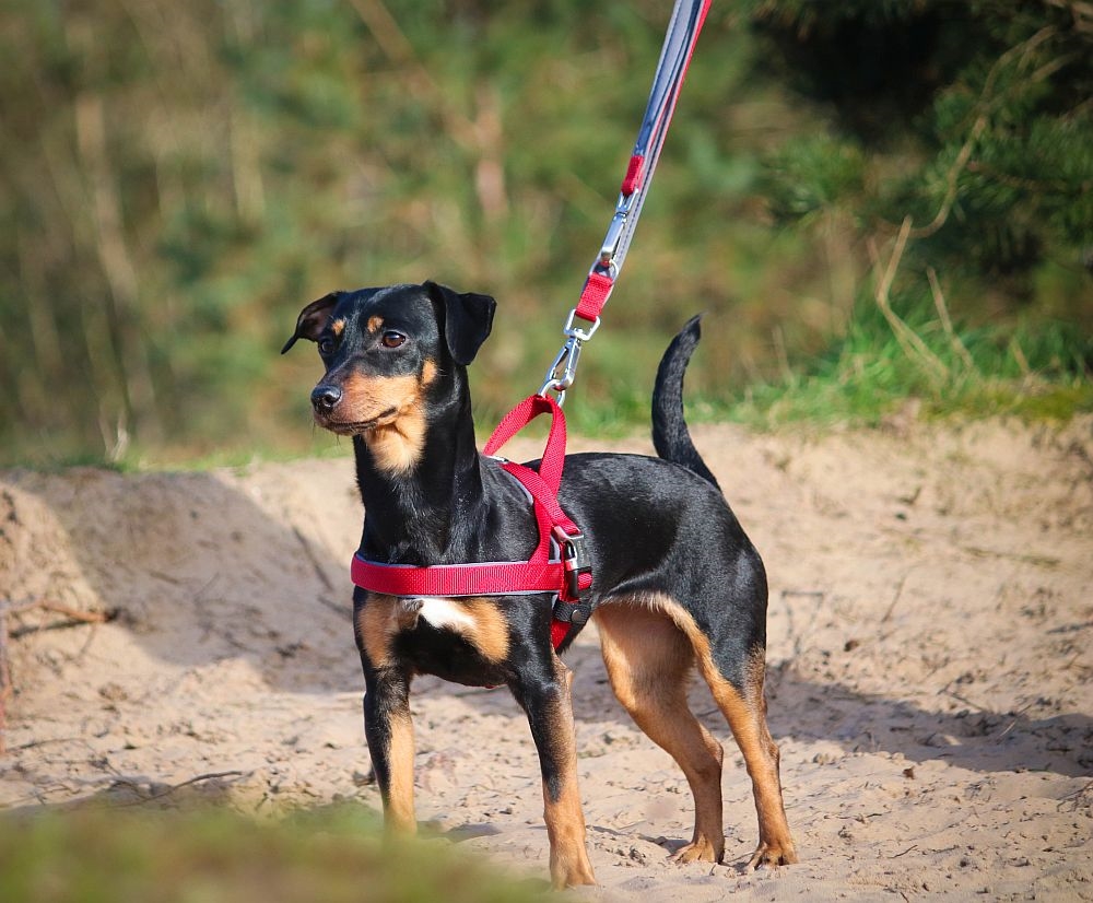 Szelki dla psa Nobby Classic Preno Royal S-M 20/25mm, 36cm / 38-50cm czerwone - Nobby zdjęcie 2