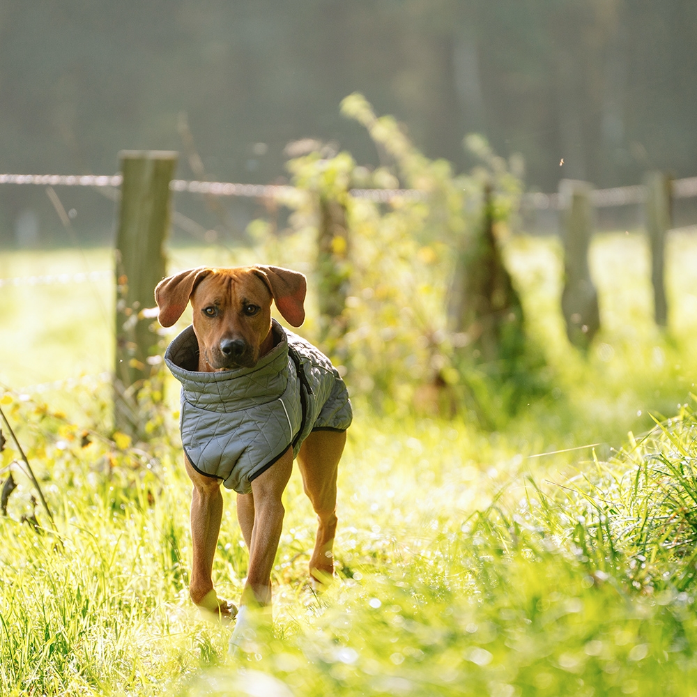 Płaszcz-ubranko dla psa Nobby "YAKA" szare 29 cm - Nobby zdjęcie 2