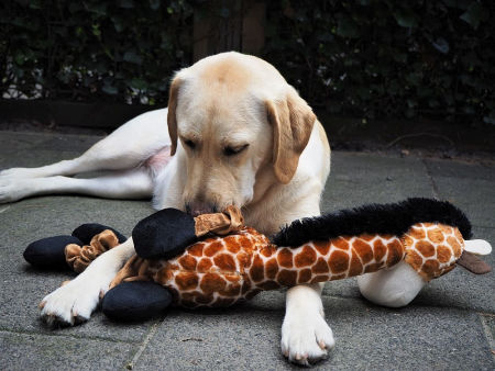 Pluszowa zabawka dla psa Nobby plush giraffe LONG 72cm -długa, pluszowa żyrafa z piszczałką i elastycznymi nogami - Nobby zdjęcie 2