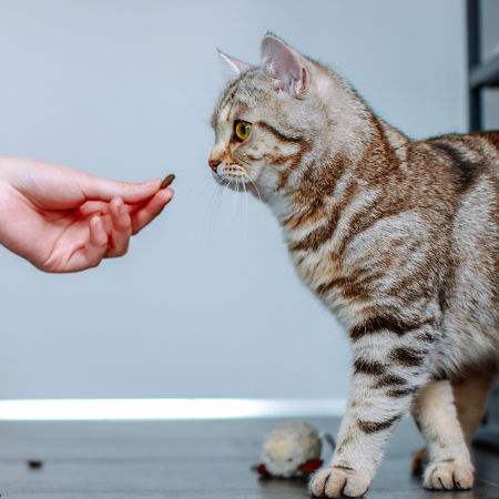 Przysmak dla kota StarSnack Anti-Hairball 125g Nobby - przysmak odkłaczający - Nobby zdjęcie 4