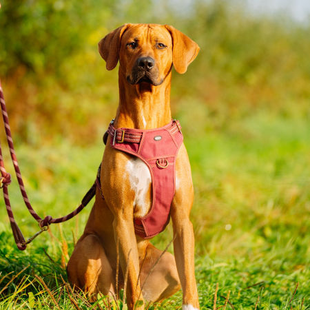 Szelki dla psa Nobby Sporty S-M 20mm; 30-45, 45-62cm czerwone